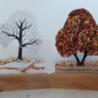 Large freestanding trees Large freestanding trees